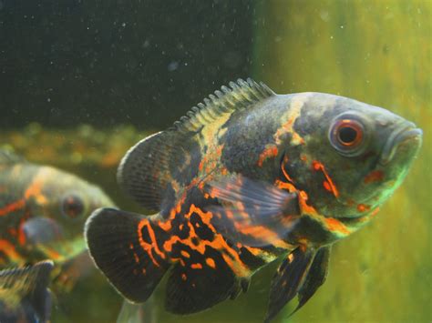 花豬混養|美洲慈鯛: Astronotus ocellatus地圖魚／地圖花豬